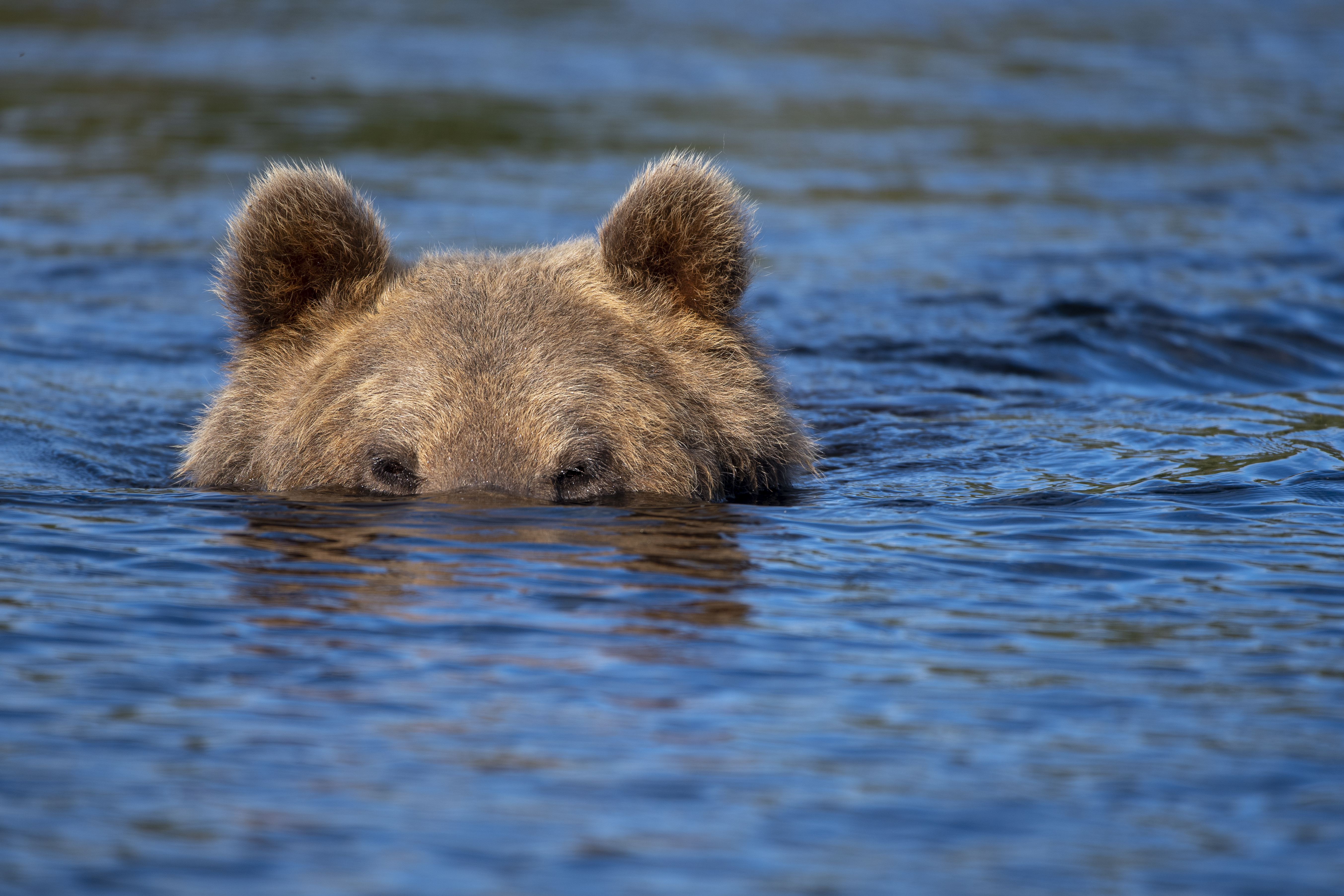 Brown bear swimming in a calm lake near Kuhmo during summer&mdash;an unforgettable Finland tourism wildlife moment.