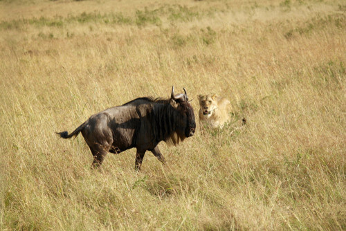 A lion hunting a lone wildebeest.