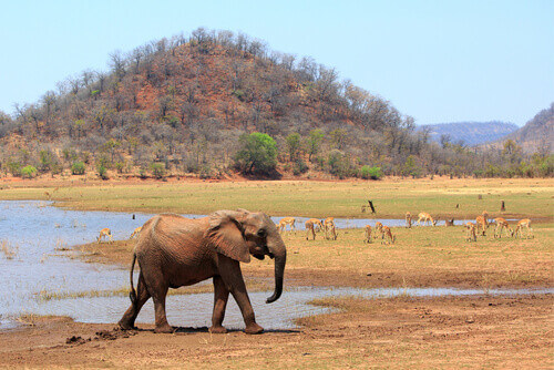 An African Elephant on the shoreline of Lake Kariba with impalas featured.