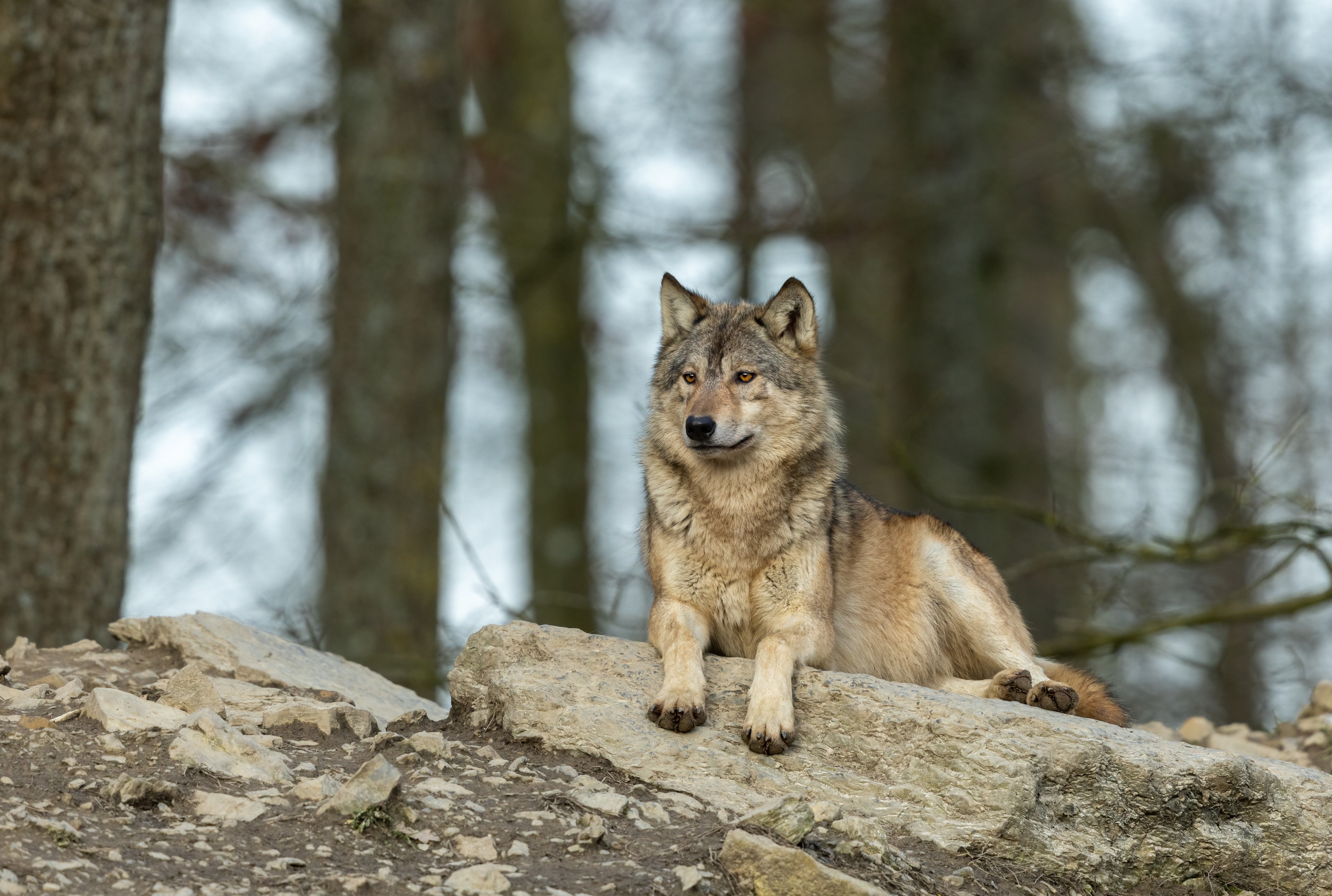 Canadian wolf in snowy Algonquin Park during winter