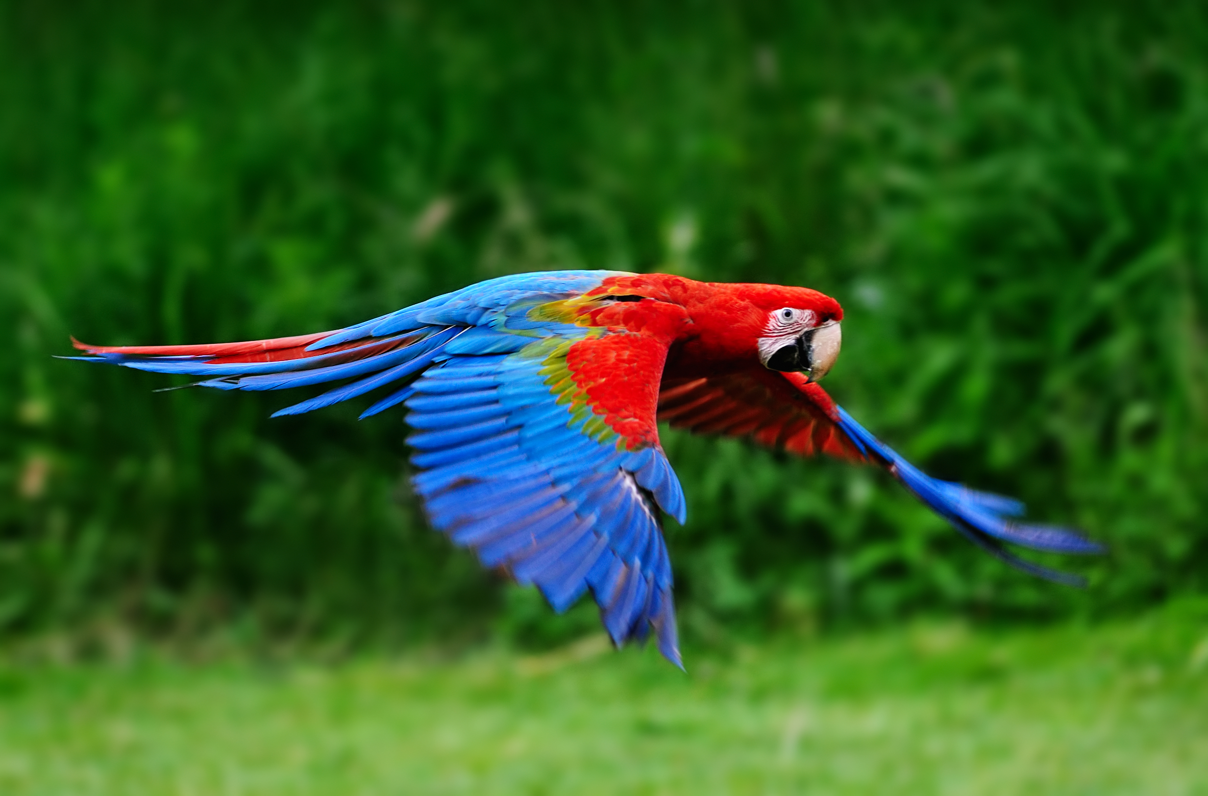 A scarlet macaw in flight