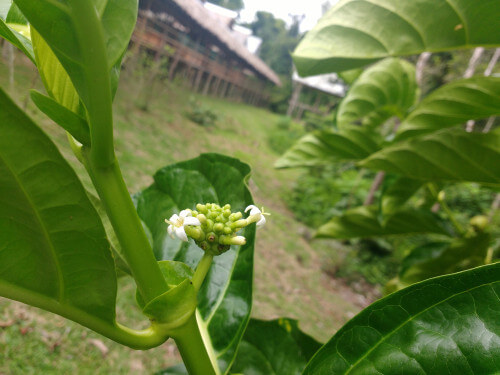 A medicine plant in the Amazon Rainforest.