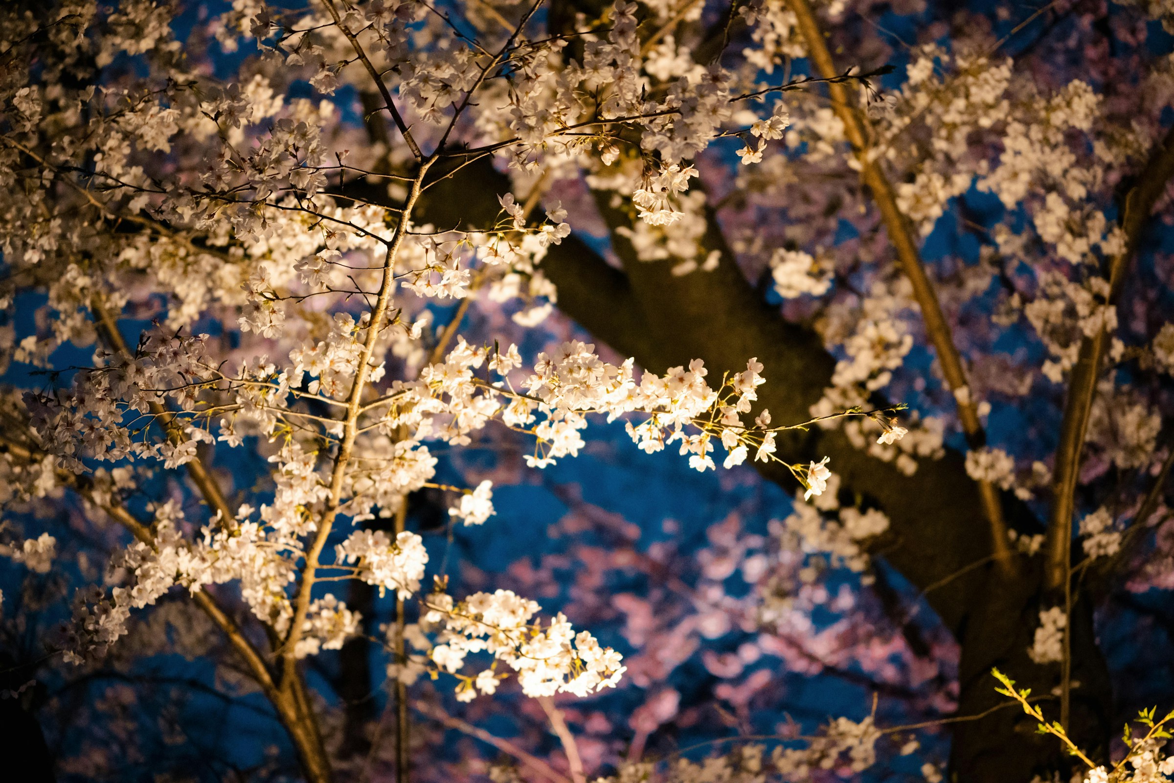 Chidorigafuchi Park's cherry blossoms at night (Photo: Q/Unsplash)