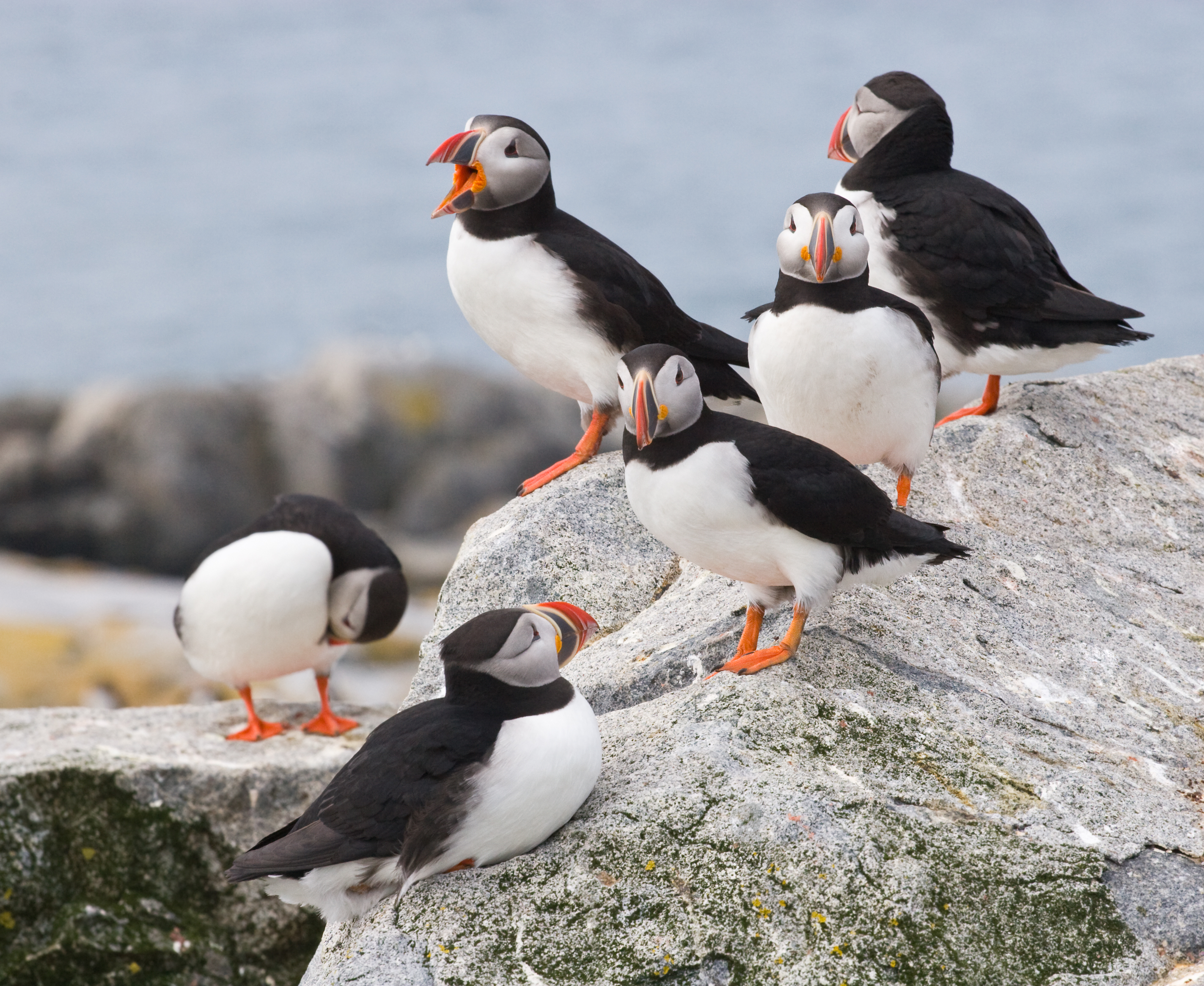 Puffins perched on rocky outcrop in coastal Newfoundland