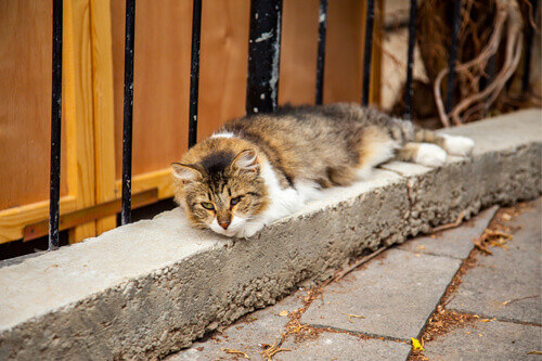 A Stray Cat sleeps in Haifa, Israel.