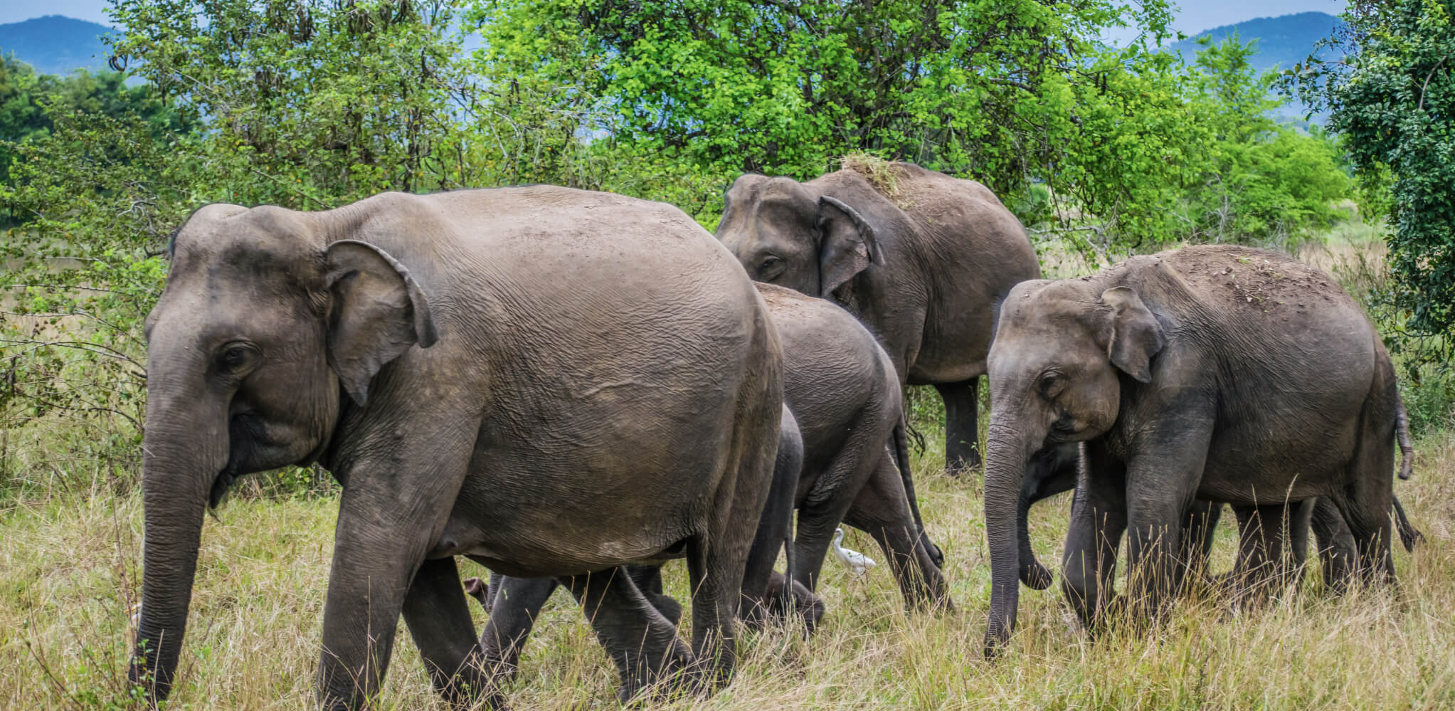 Snapshot: Wasgamuwa National Park 