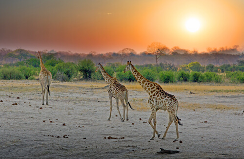 Giraffes walk along the stunning plains of Hwange National Park against the sunset.