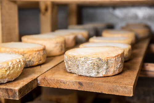 Chevre cheese or goat cheese on a wooden shelf in a cellar