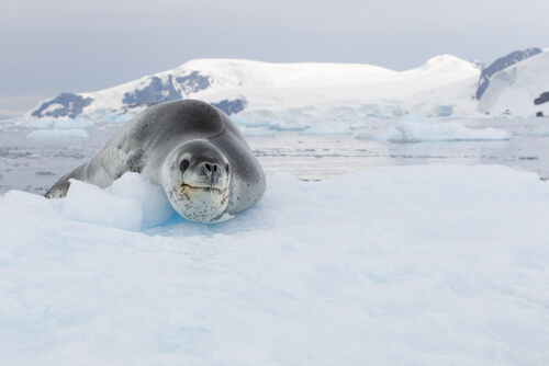 Leopard seal in the snow.