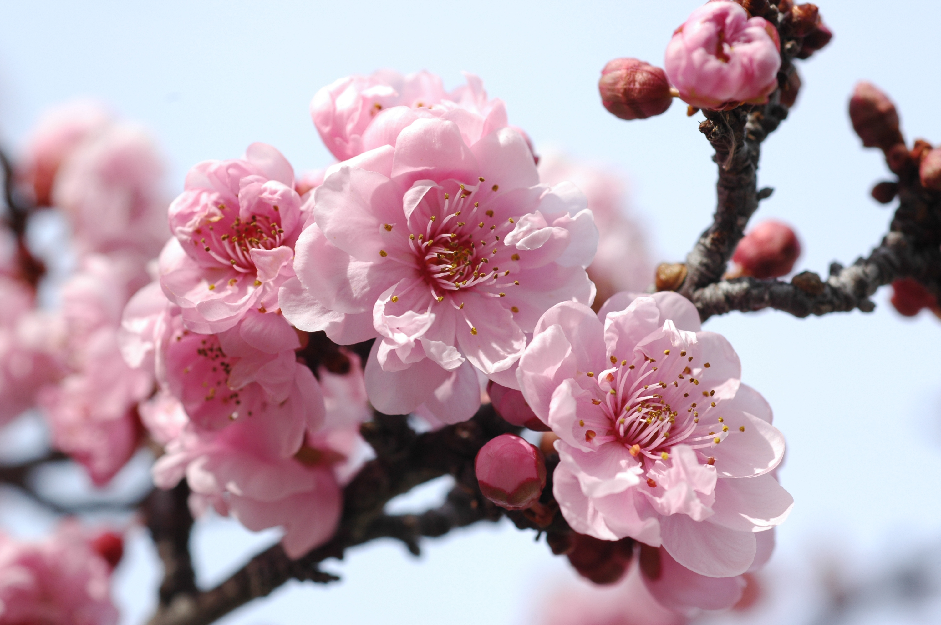 Pink plum blossoms in full bloom&mdash;one of Japan&rsquo;s earliest signs of spring