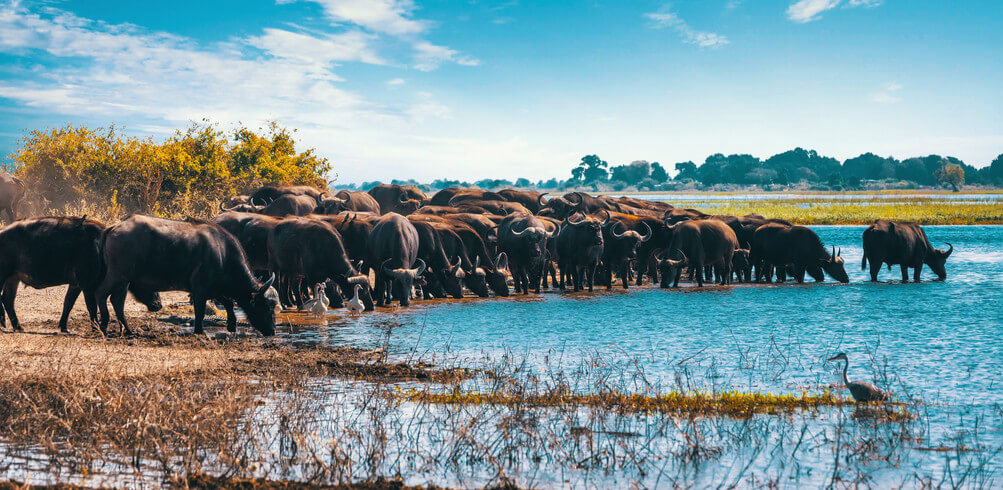 Customers On Tour: Barbara On Ultimate African Safari