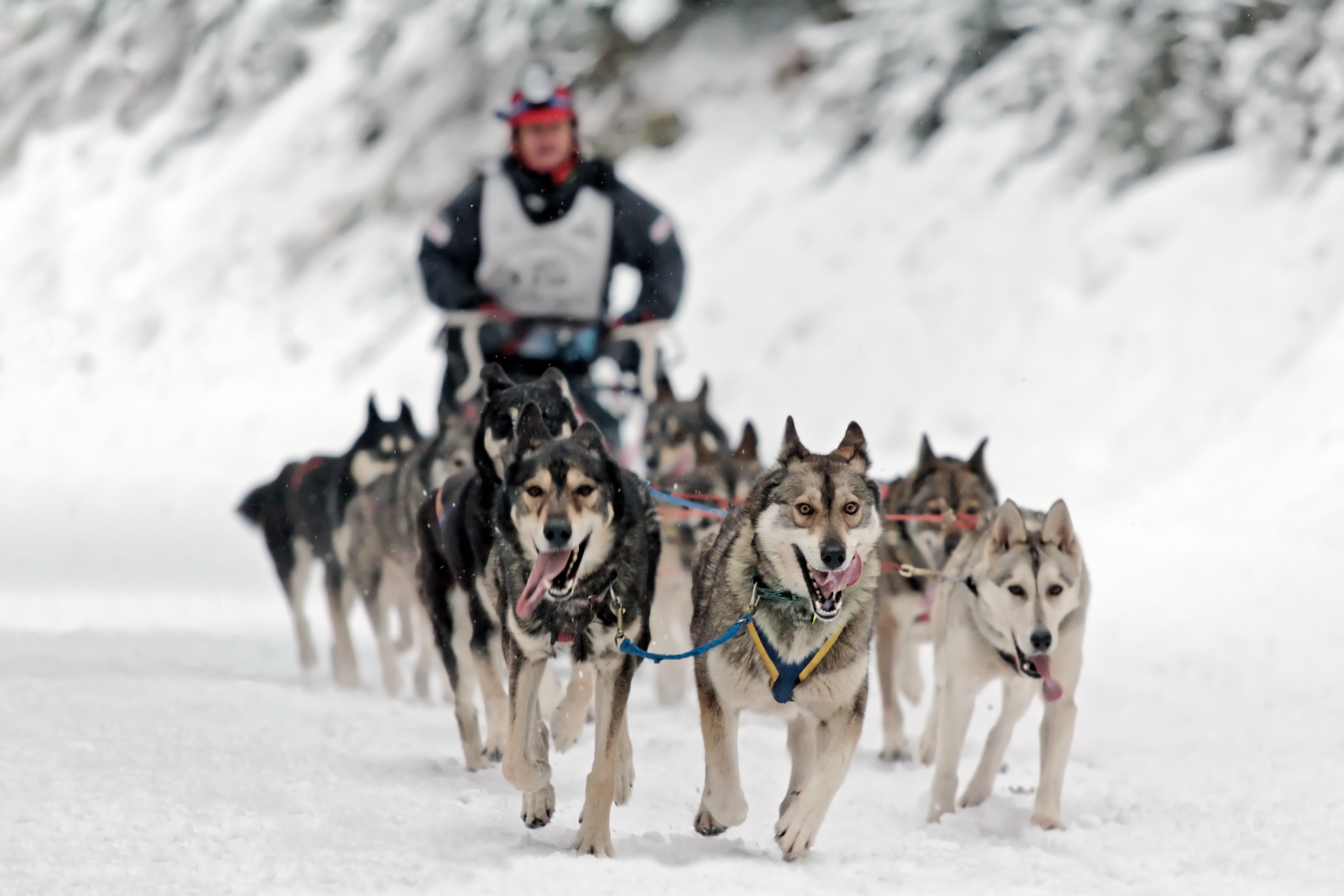 Lapland huskies pulling a sled