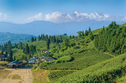 Kanayam tea garden in Ilam, Nepal.
