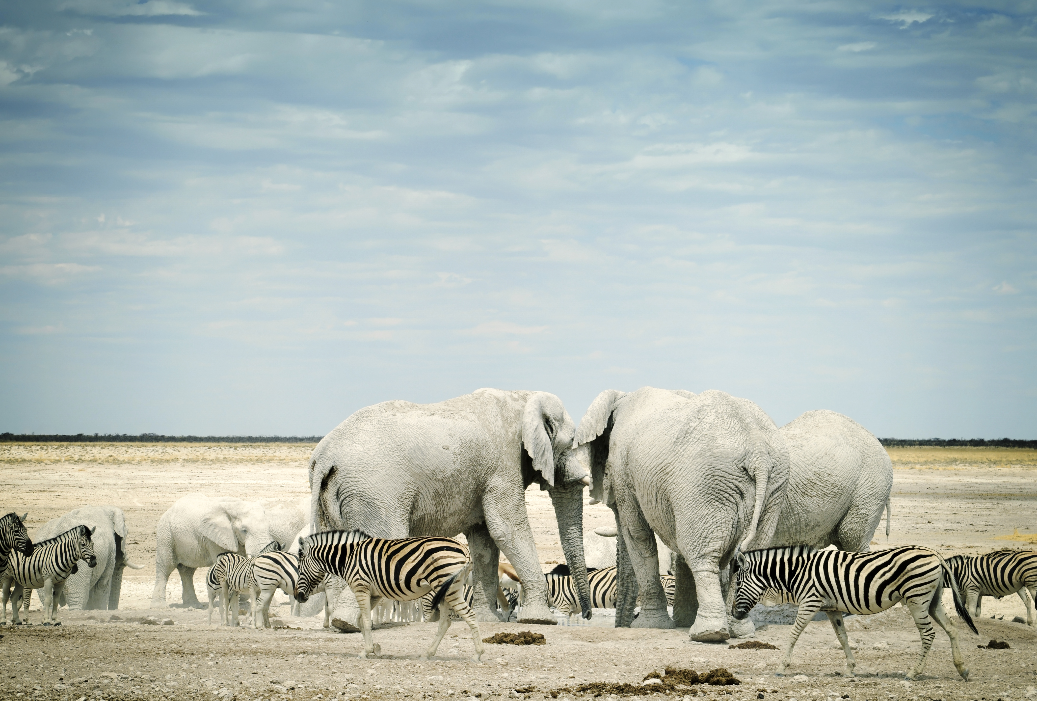 Etosha National Park wildlife with zebras and African elephants gathering near a waterhole in northern Namibia.