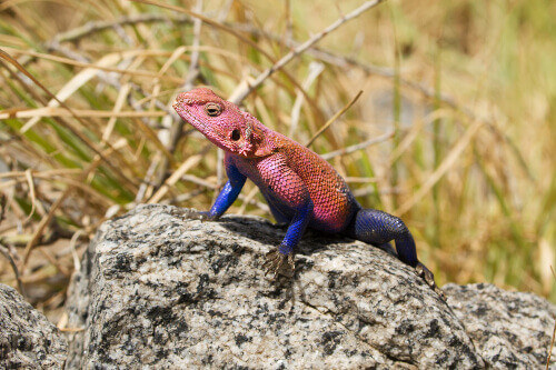 Mwanza, or a flat-headed rock agama, or spider-man agama in the Serengeti National Park.