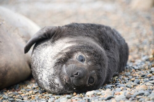 A seal in Península Valdés, Argentina.