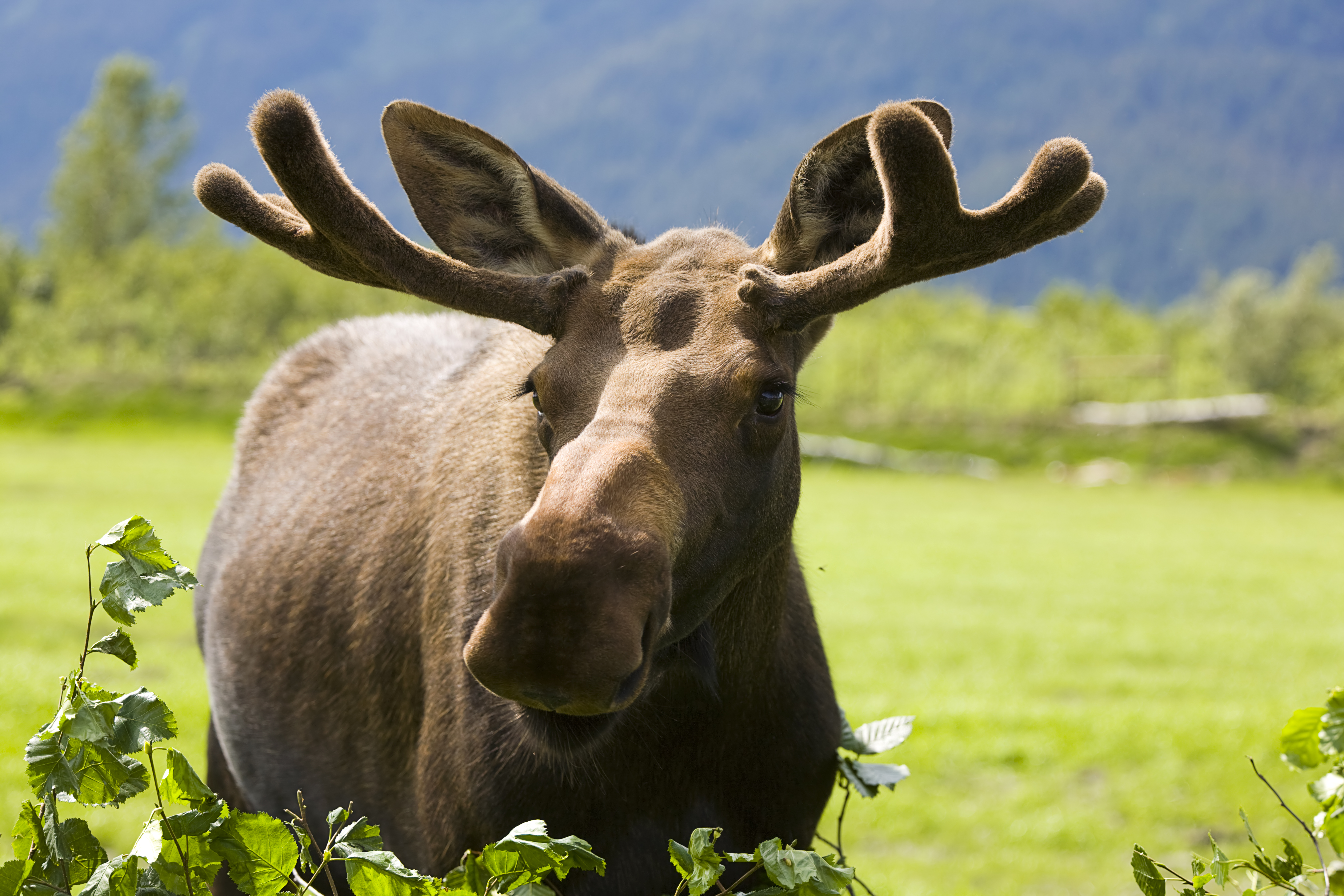 Young moose walking through a Canadian forest clearing