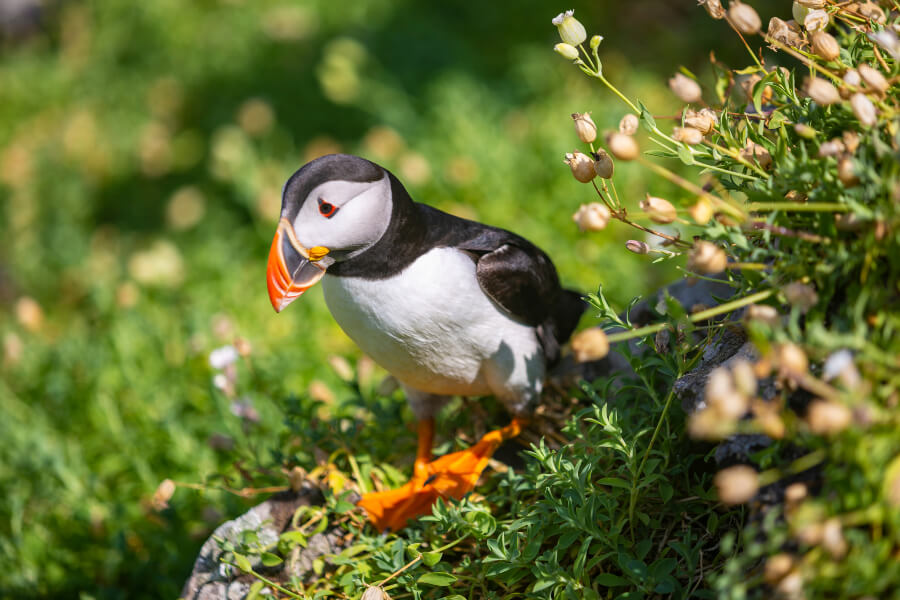 A puffin in its natural habitat on the Cliffs of Moher.
