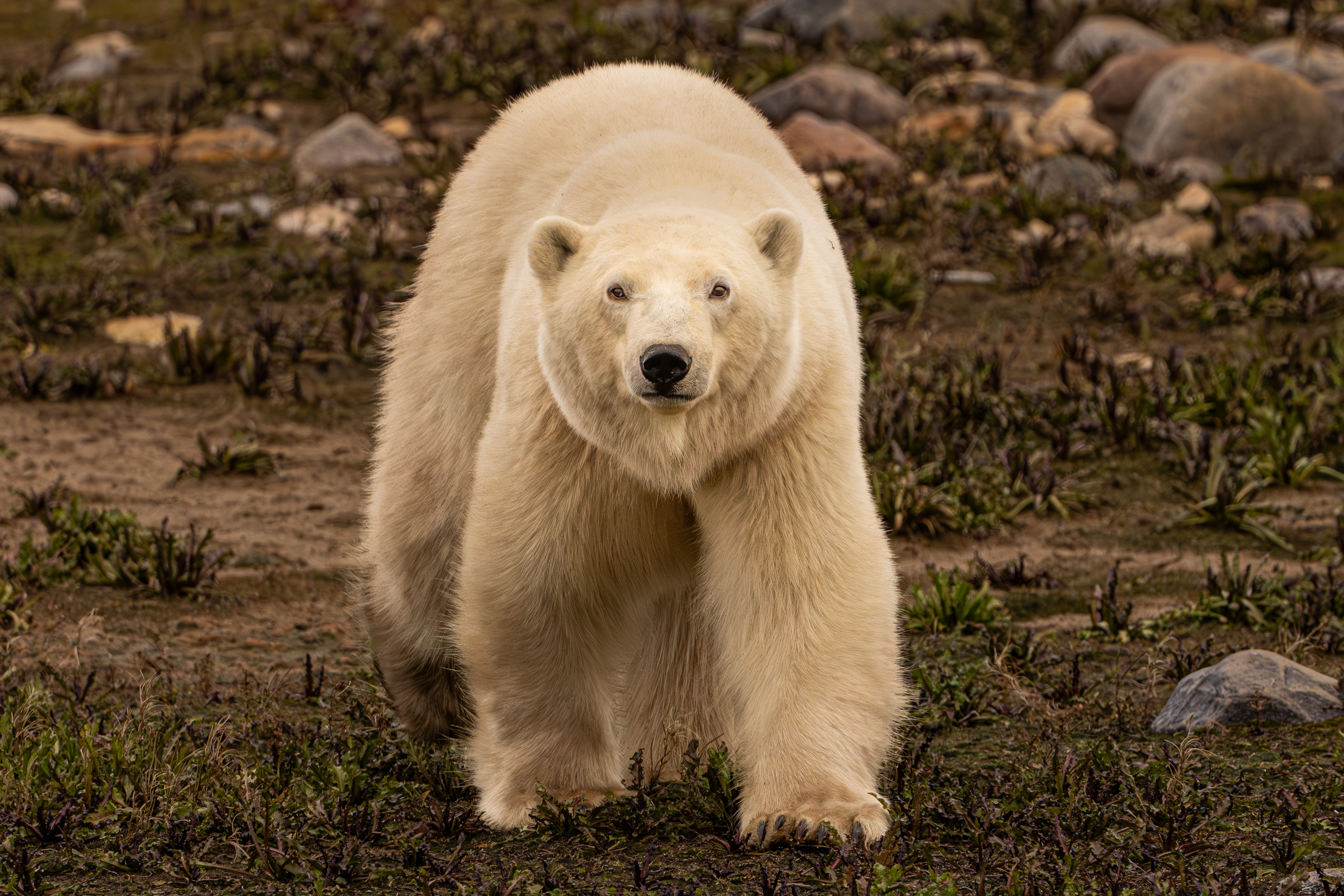 Polar bear walking across snowy tundra in Churchill