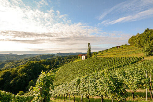 Landscape with wine grapes in the vineyard before harvest in Styria.