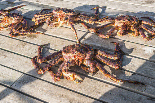 King crab fishing safari in Honningsvag.