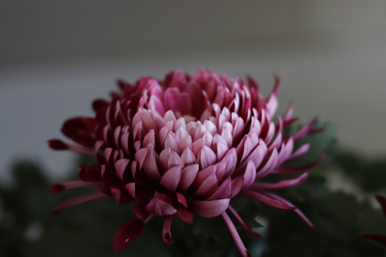 Chrysanthemums in full bloom (Photo: Chaoyue/Pixabay)
