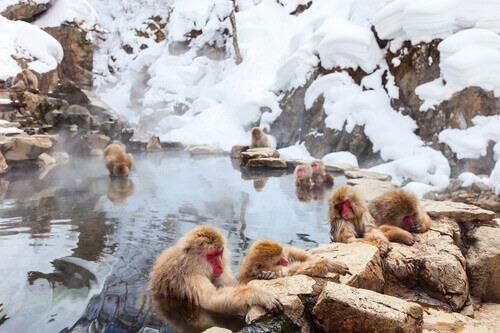 Macaques bathe in a hot spring in Yamanouchi Nagano, Japan.