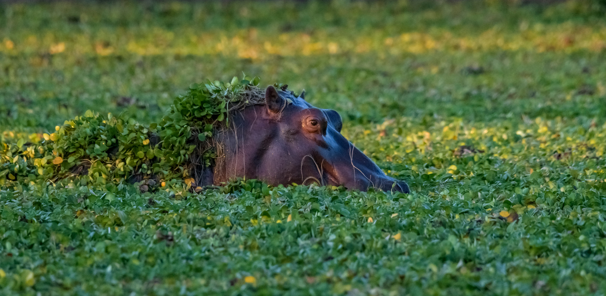 Beyond The Falls: What To Do After You've Visited Victoria Falls 