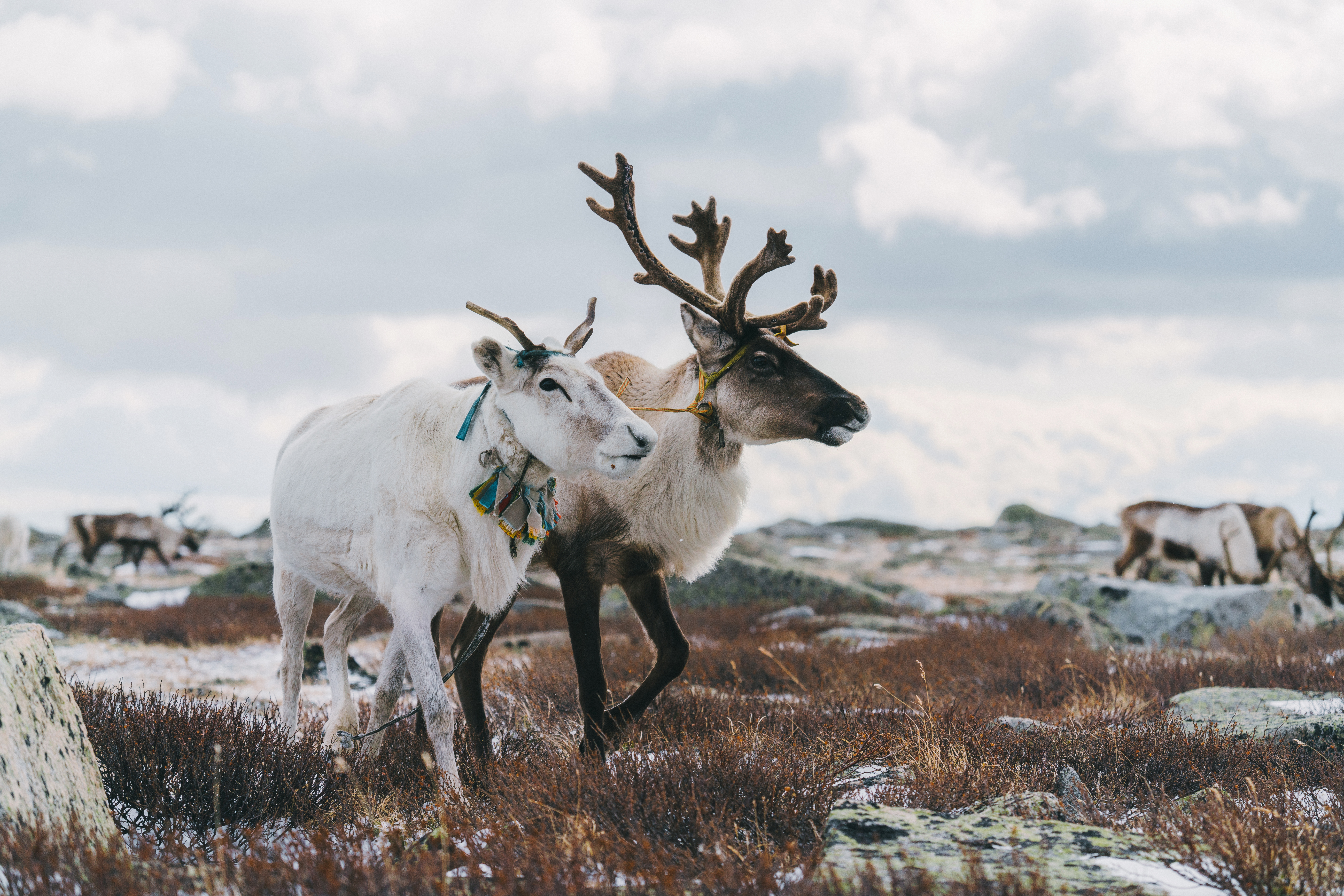 Reindeers in Finland