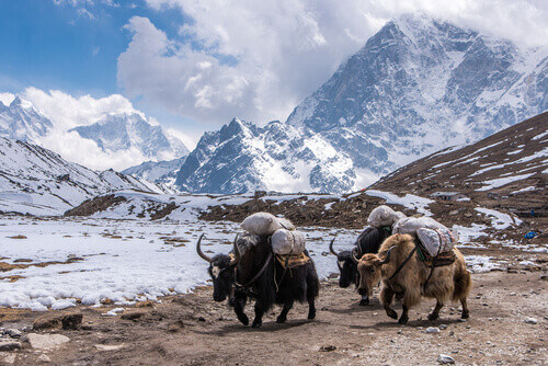 Yak carrying items to the Everest base camp, Nepal.