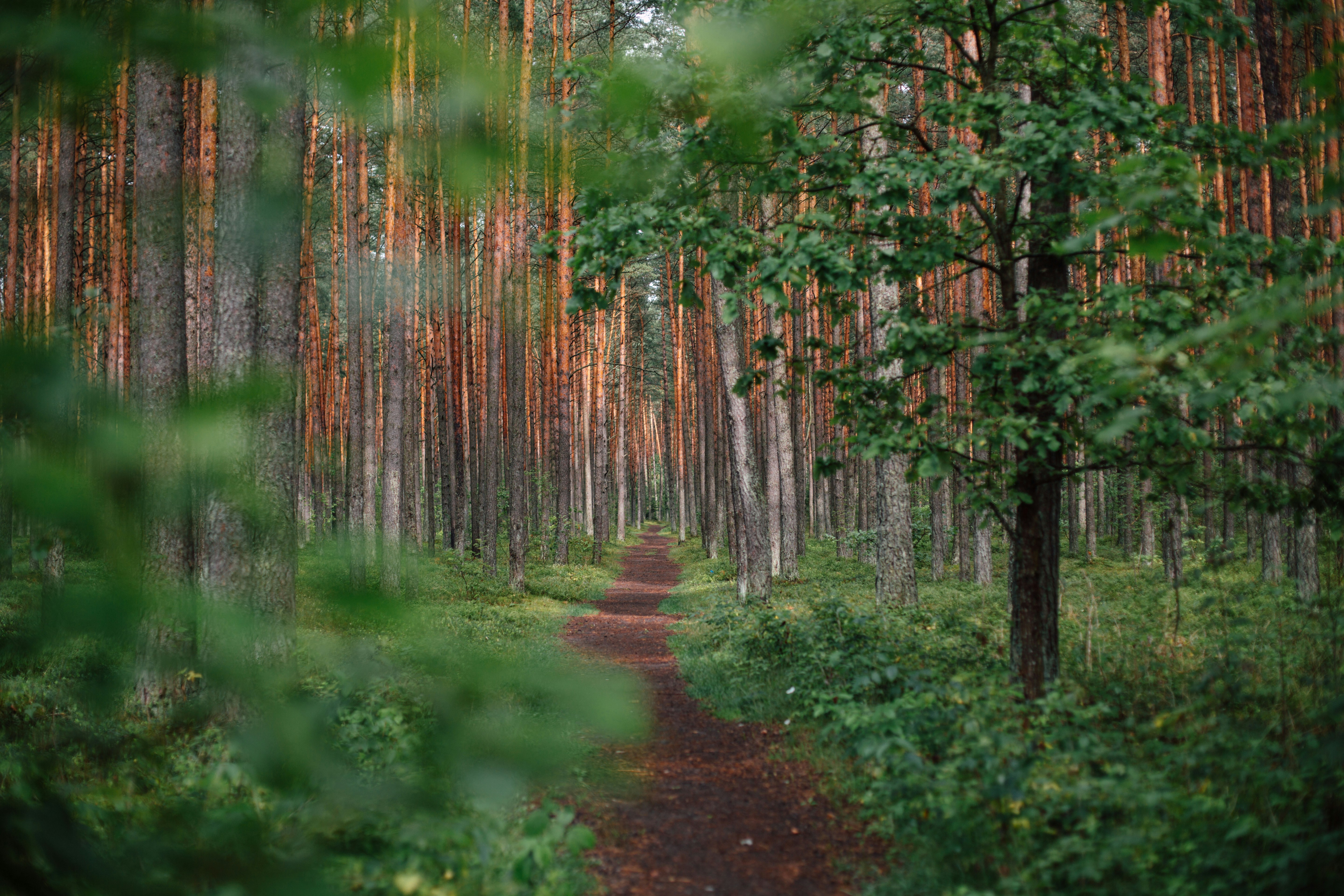 Forests in Lithuania have long inspired Baltic folklore, with ancient tales of woodland spirits and sacred natural sites.