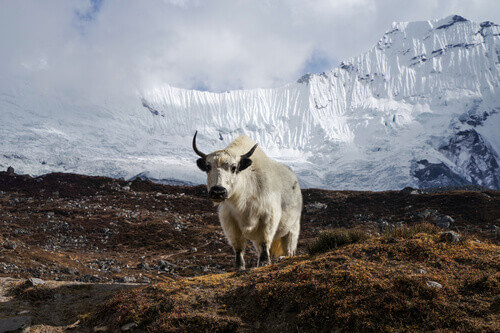 White Nepalese yak on the background of the Himalayas, Nepal.