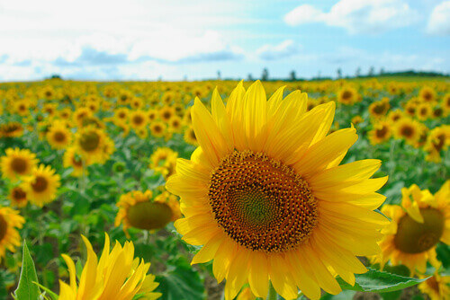 Bright sunflowers in a field in Hokuryu