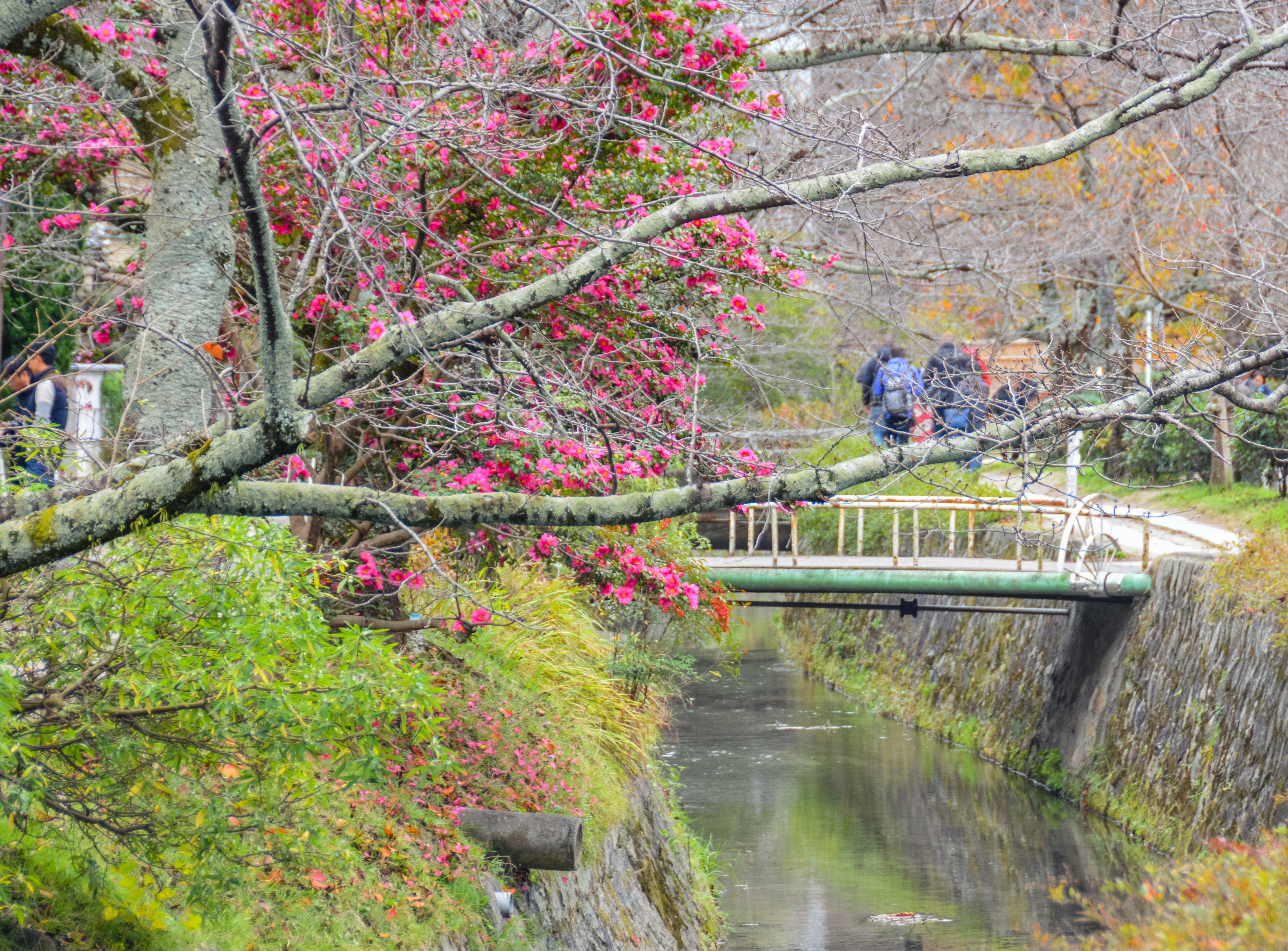Cherry blossoms line the Philosopher’s Path in Kyoto, making it one of Japan’s most peaceful and picturesque hanami walks.