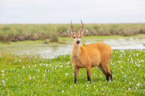 Bird sitting on a Marsh Deer or Blastocerus dichotomus in Ibera Wetlands, Argentina