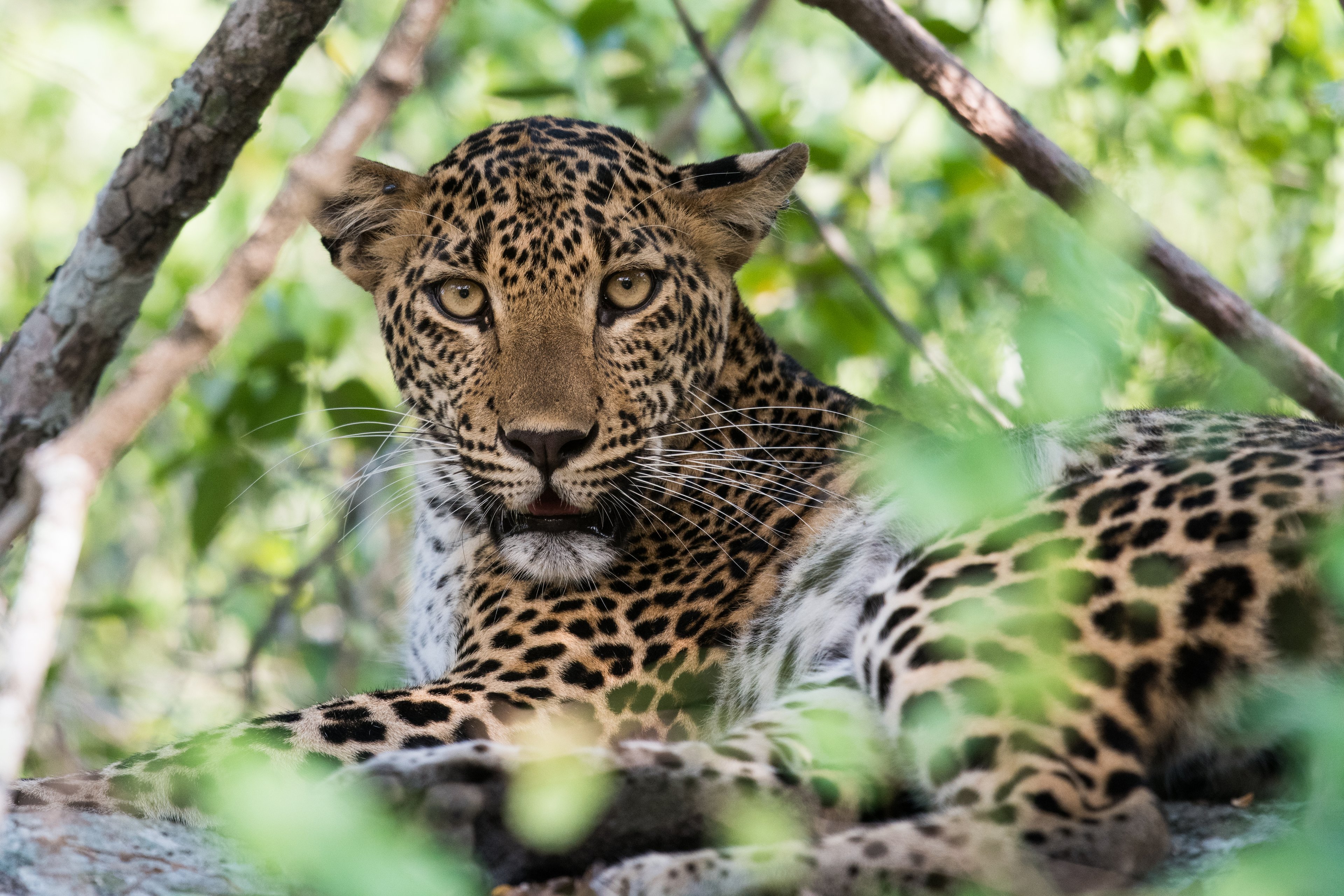Yala National Park is Sri Lanka&rsquo;s leopard hotspot