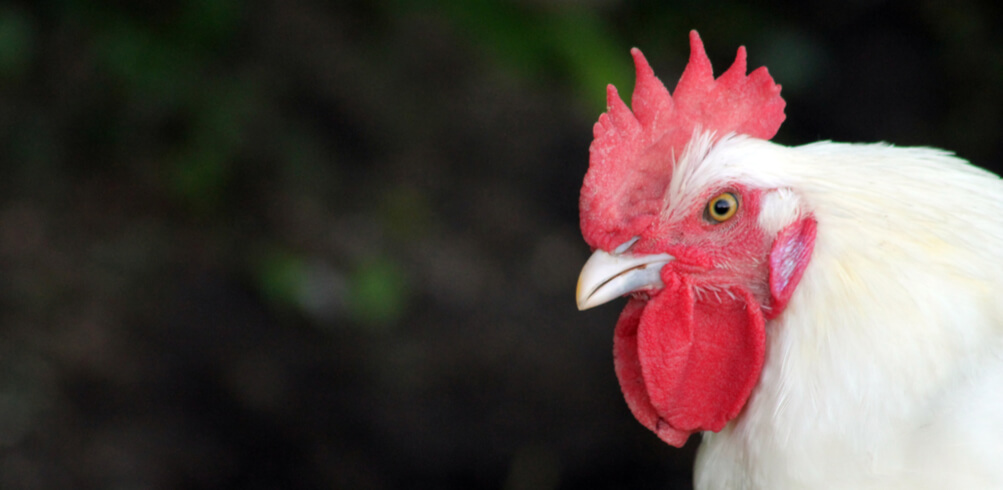Snapshot: Poulet De Bresse 