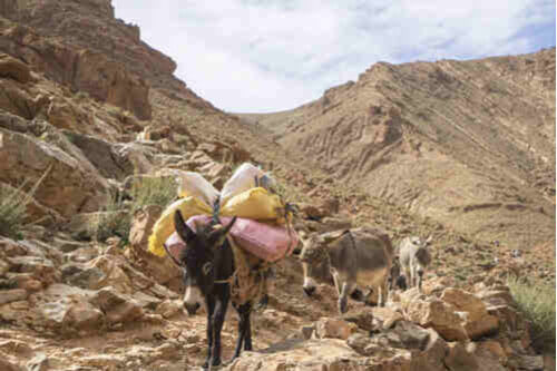 Mules carrying goods on top of Todgha Gorge in Morocco