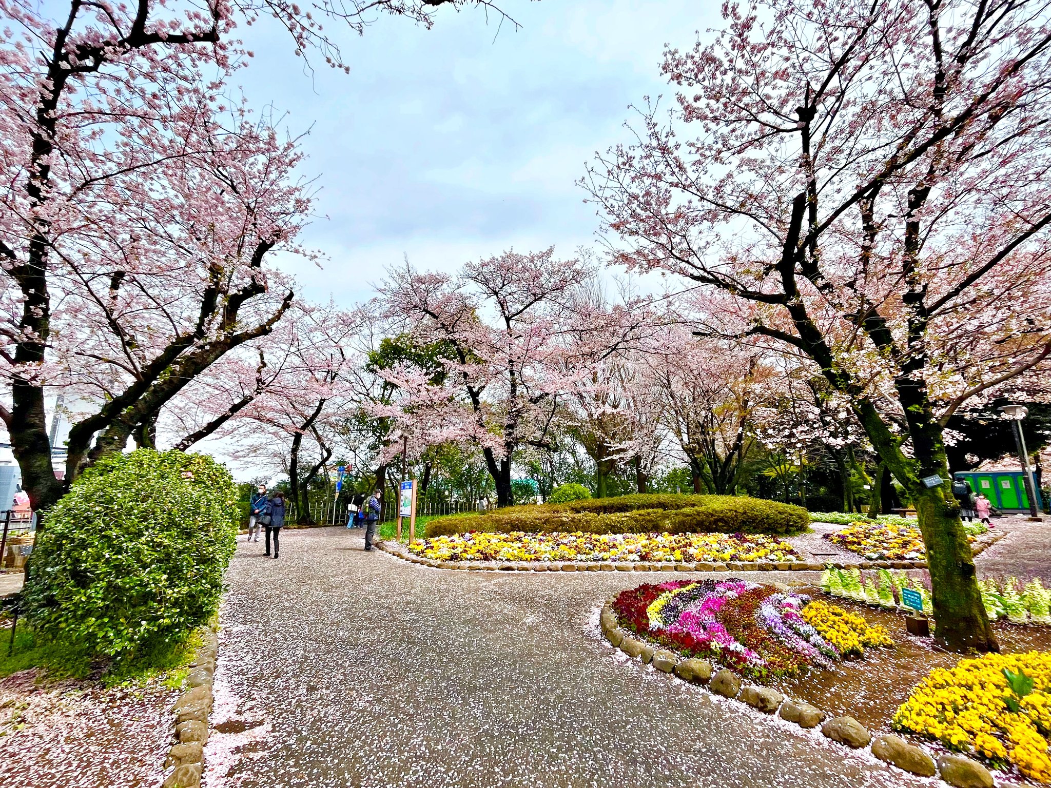 Asukayama Park bursts with colour during Tokyo cherry blossom season, as petals blanket the winding paths (Photo: Japan Rail Cafe)