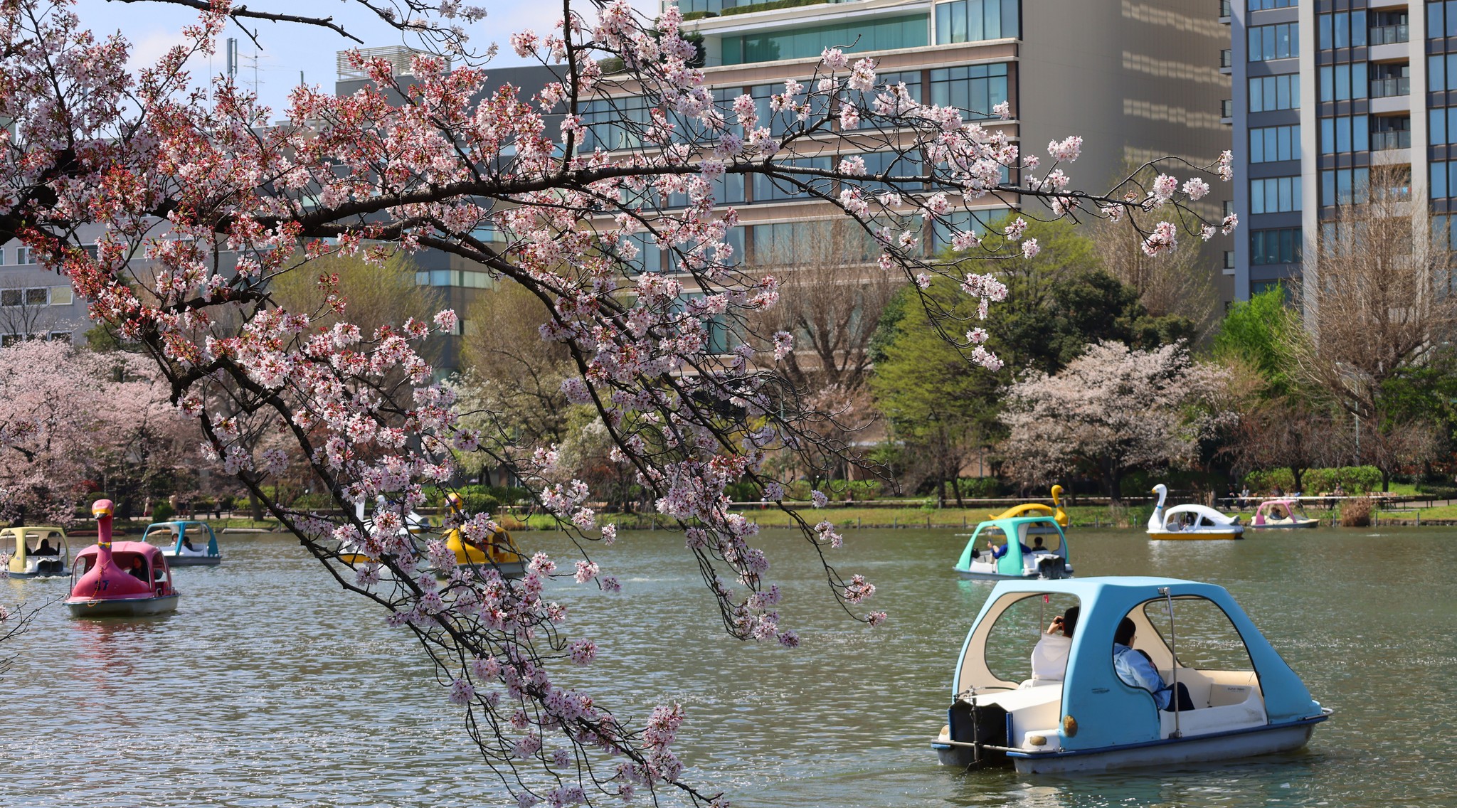 Hanami at Ueno Park is more than blossoms. Locals take to the water, drifting past sakura in colourful pedal boats.