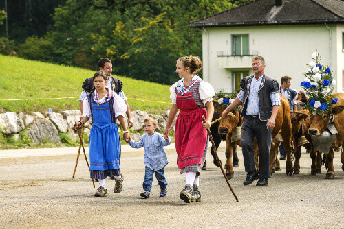Cows are dressed in costume with men wearing Bredzon and women wearing  Dzaquillon at the annual Désalpe de Charmey.