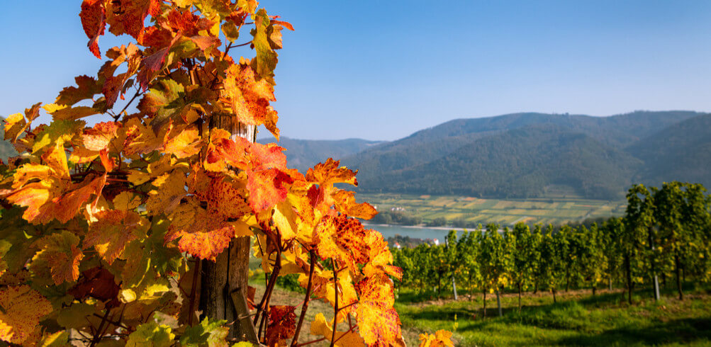 Everything You Need To Know About: Austrian Wine  