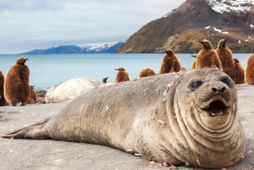 A large seal lies in front of penguins on a beach.