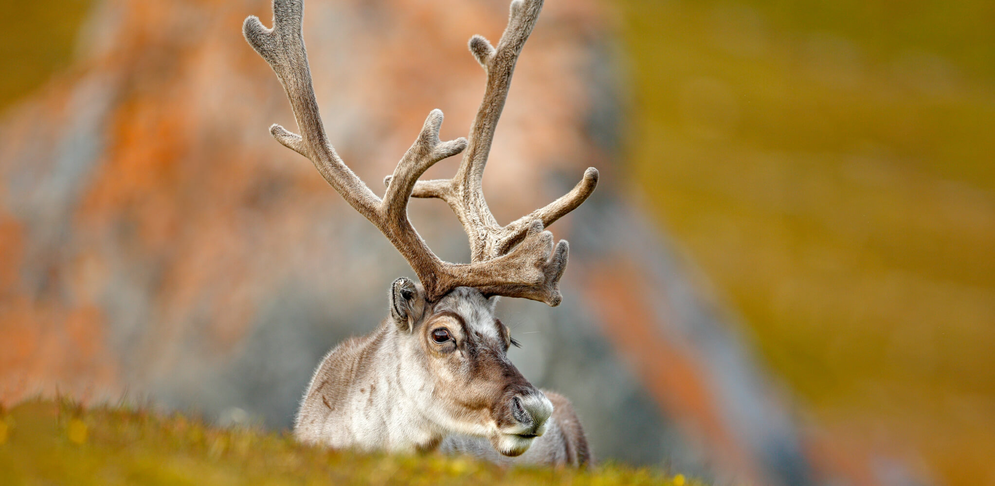 21 Reindeer Facts