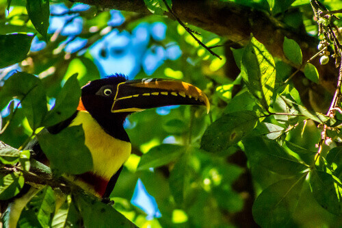 Toucan in Cataratas del Iguaz&uacute; in Misiones Argentina