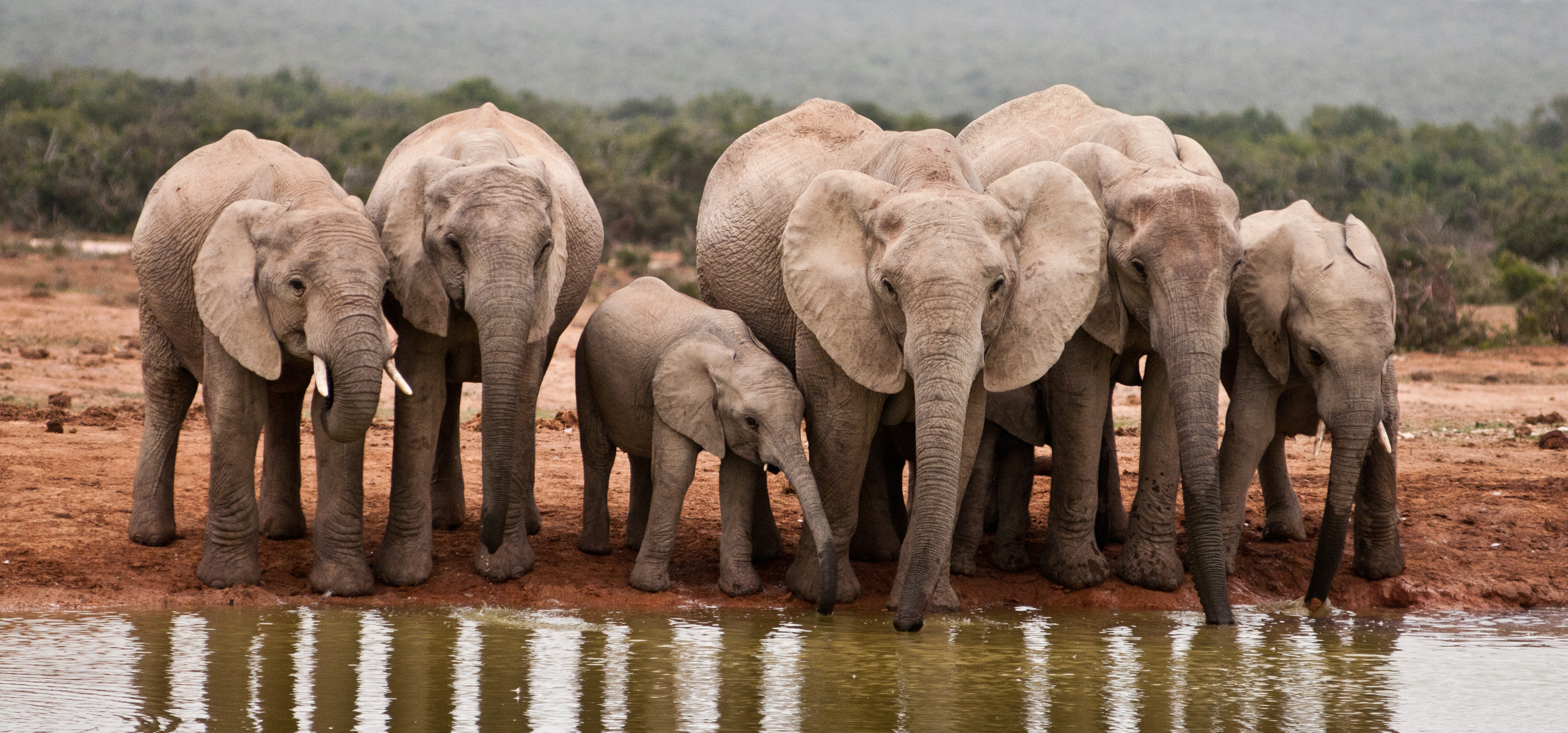African elephants drinking at a watering hole in Chobe National Park on a Botswana safari adventure