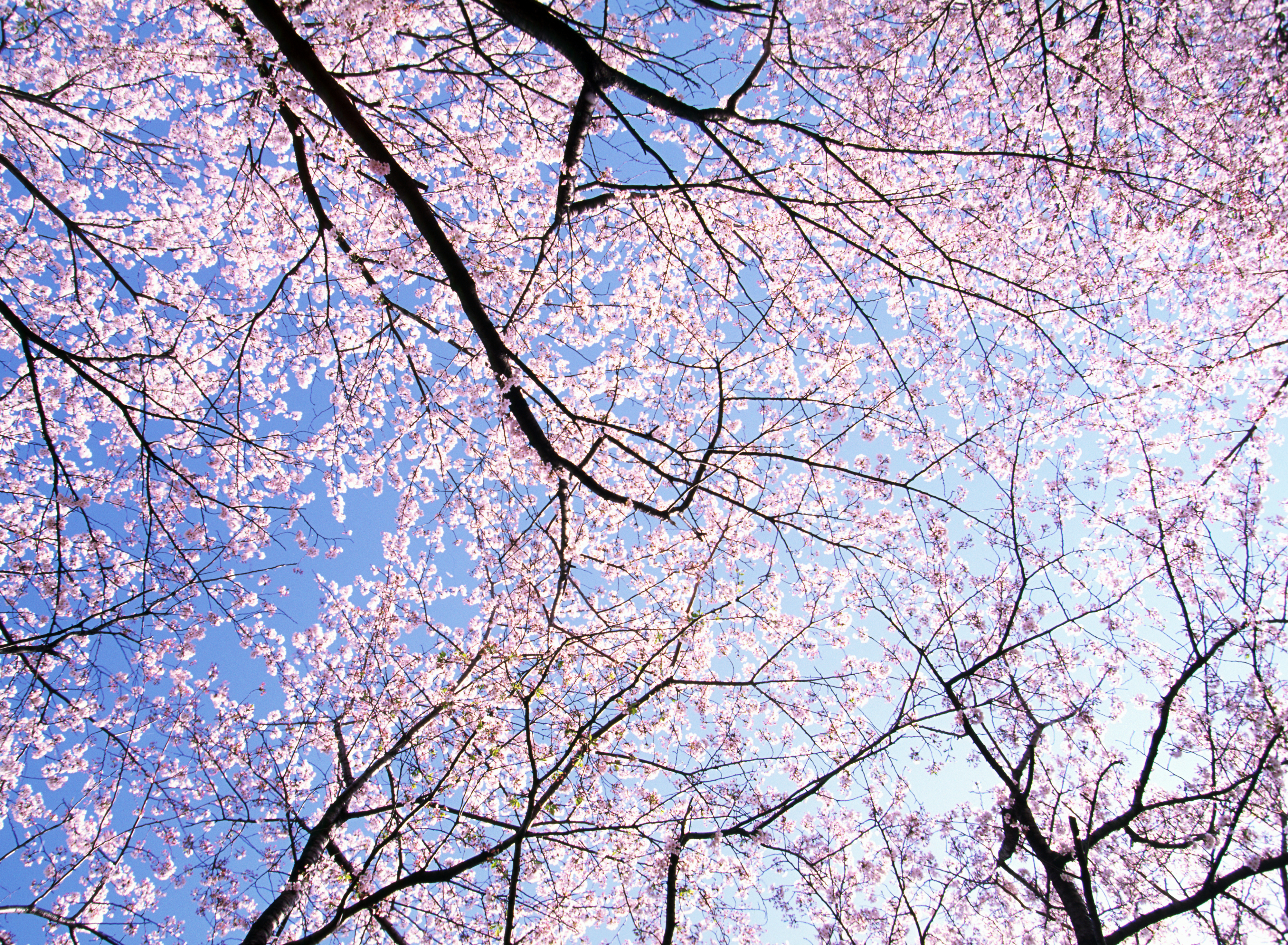 Cherry blossom season in Japan captured from below, with sakura trees in full bloom against a clear spring sky.