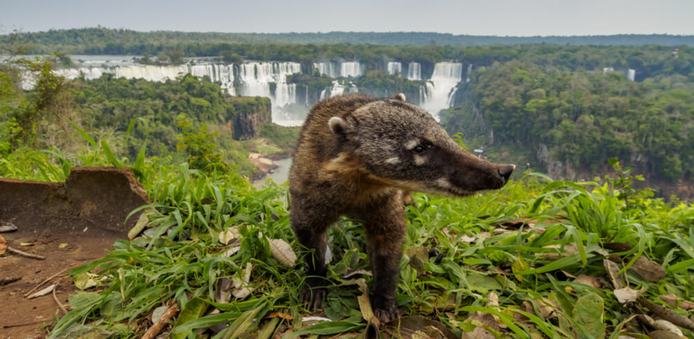 Snapshot: Iguazú Falls 