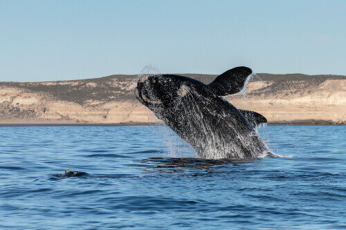 Breaching southern right whale in the Nuevo Gulf, Valdes Peninsula, Argentina