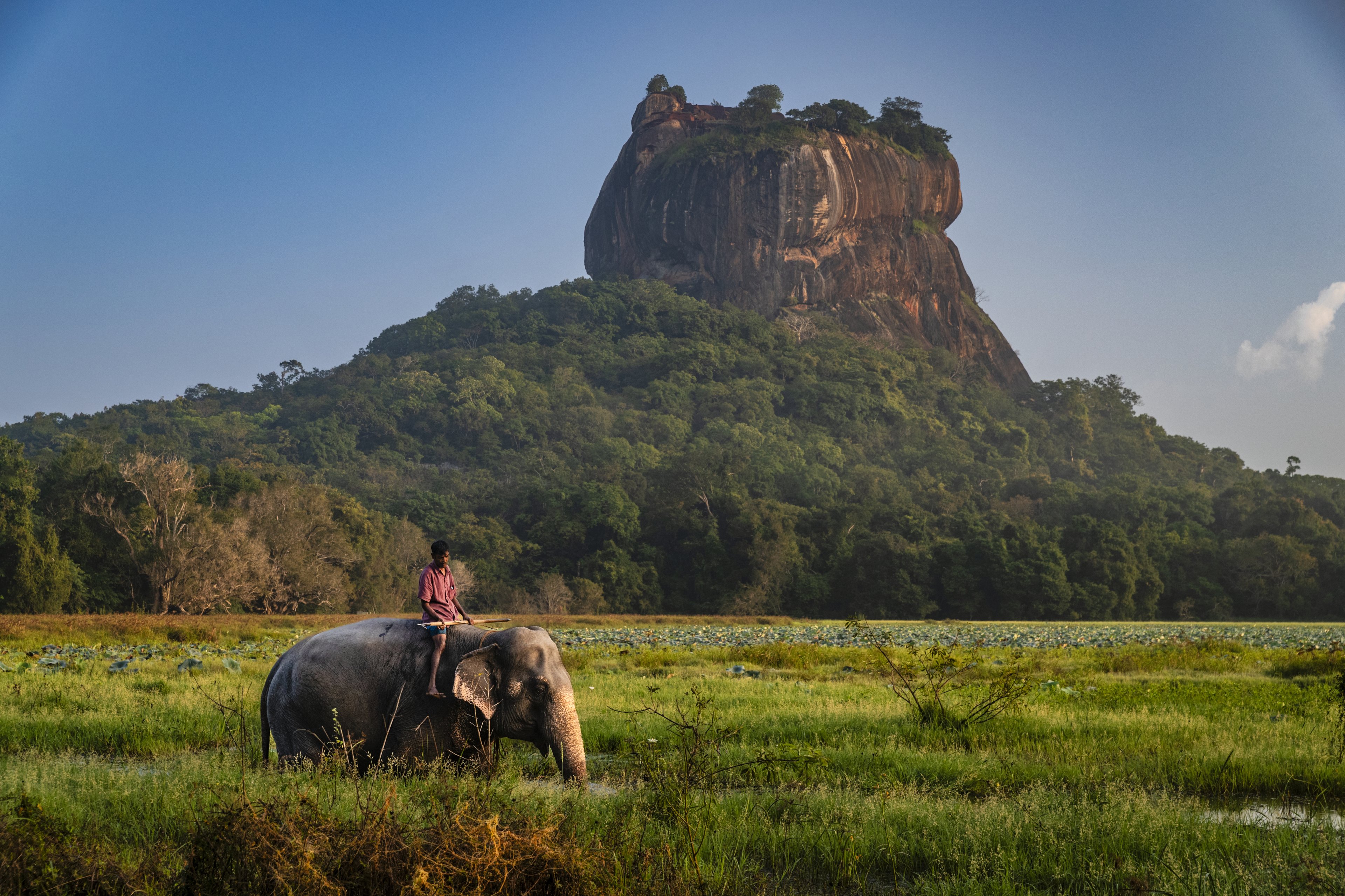 An elephant at Sigiriya Rock